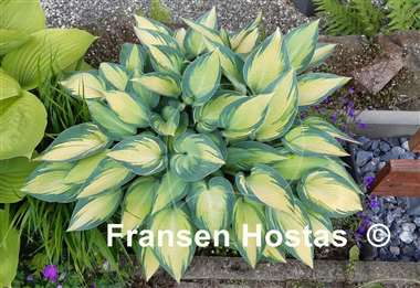 Hosta June